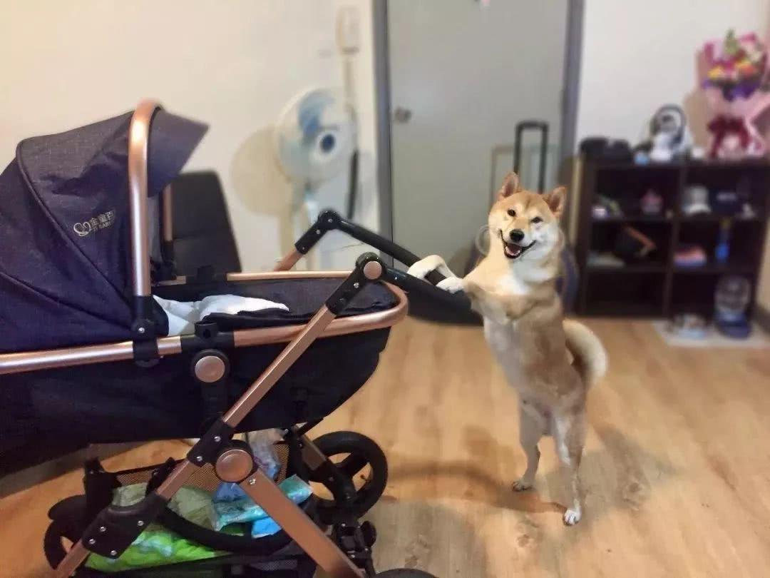 傳說中的別人家的柴犬，溫柔的不像話，完全就是個小保姆