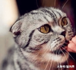 猫主子为什么对猫粮中的谷物成分过敏呢？