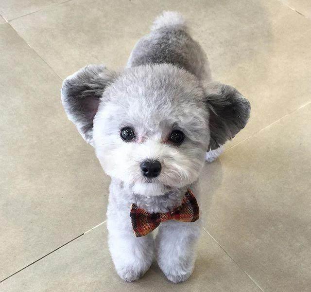 泰迪犬缺点一箩筐, 为何那么多人争着养? 原因很简单