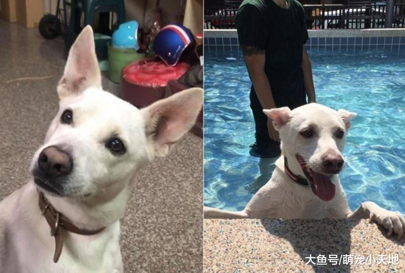 客厅满地垃圾，2只汪都撇头装蒜 奴才厌世：对啦都是我