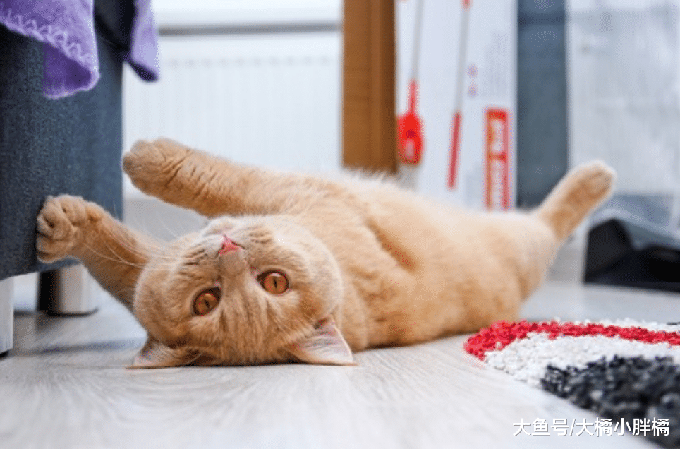 当猫咪不向你撒娇了，它会有这5个原因，陪伴才能让猫咪信任你！