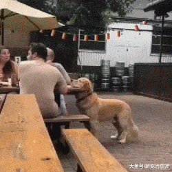 網友一家在吃飯，金毛把自己的頭擱在了桌子上：我就是隨便看看！