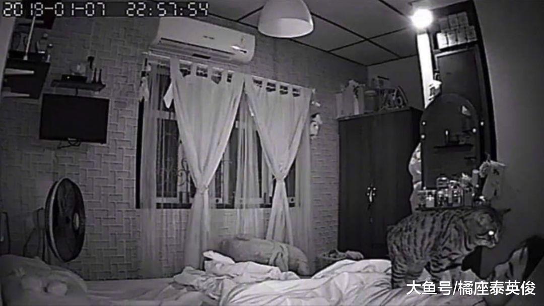 猫咪日常检查铲屎官呼吸操作: 蹲你胸口, 然后在肚子上蹦两下!