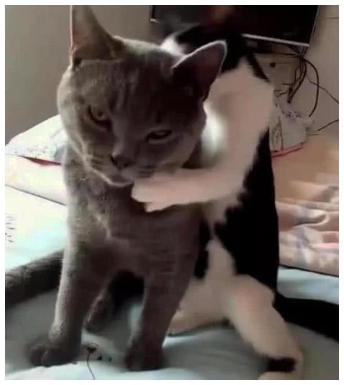 猫咪动了个“宫廷手术”, 母猫想和它温存, 场面让主人后背发凉