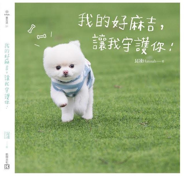 周杰伦与昆凌的定情信物, 周家最受宠的毛孩子, 萌软比熊麻吉