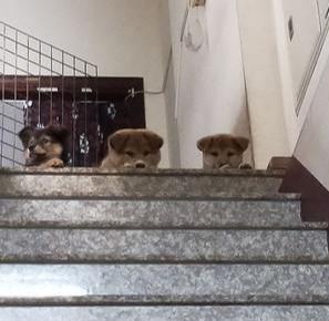 出门散步没有带上它们，三只幼犬暗中观察，用眼神表达自己的委屈