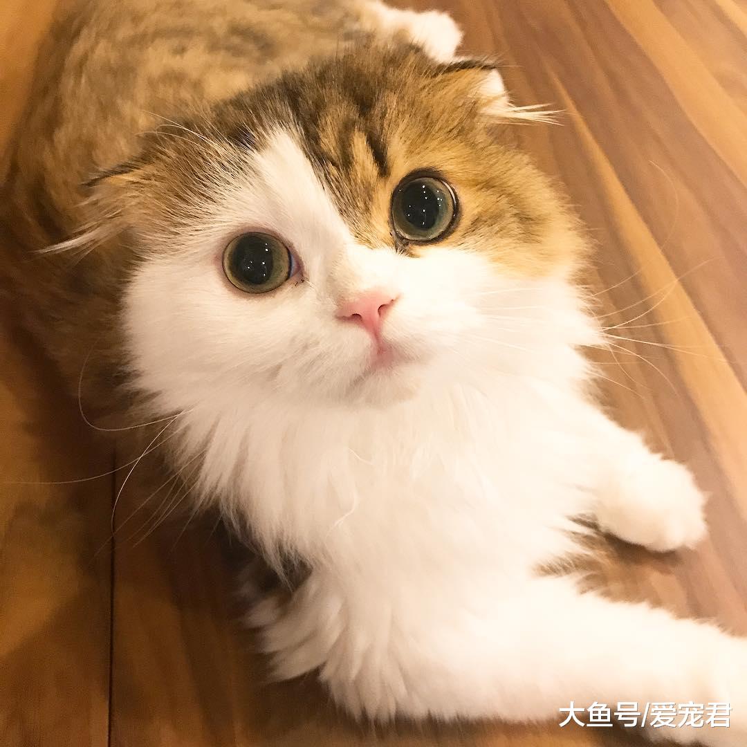 即使养在“深闺”中，猫咪也是有可能染上跳蚤的哦，该如何应对呢