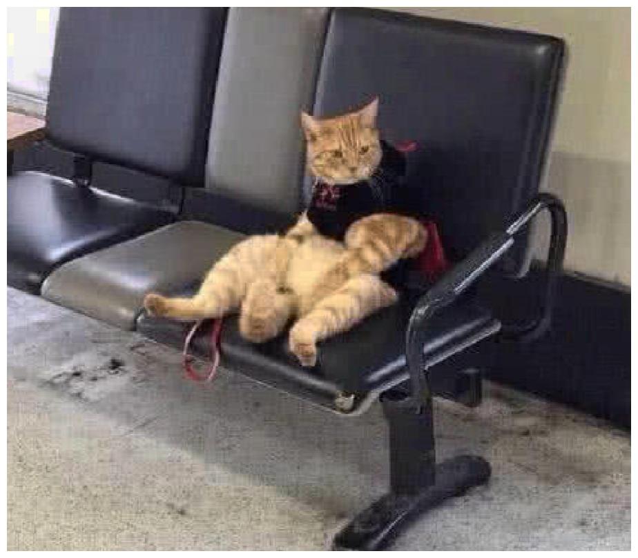 貓咪被主人遺忘，心情類似阿杜歌曲：我應該在車底……