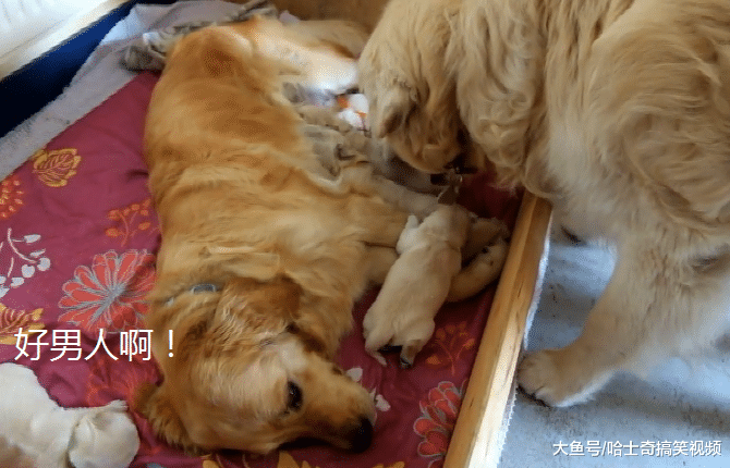 金毛“夫妻”生了6只宝宝，狗爸忙着照顾奶狗，是个好拔拔