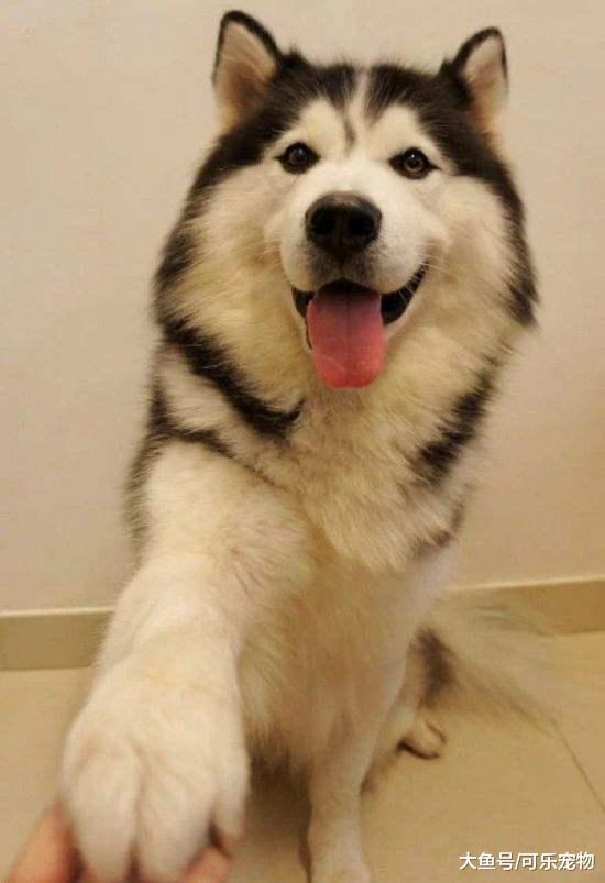 收废品大爷捡到被遗弃的二哈，便带着它收废品，还让二哈帮忙看车