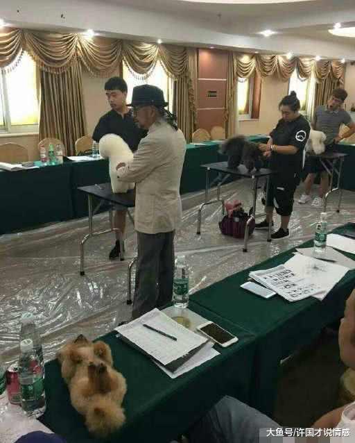 铲屎官带狗狗参加比赛，狗狗睡着样子萌酥众人，竟睡着拿了第二