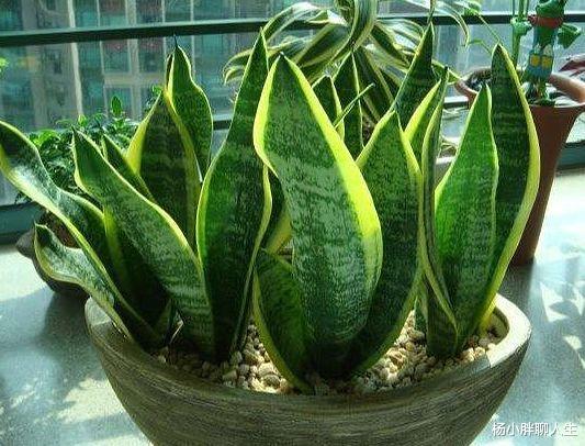 喜欢玫瑰，就选珍品玫瑰“摩纳哥公爵”，妖艳似美姬，沁人心脾