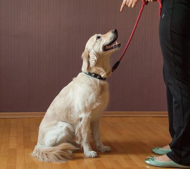 对宠物狗来说, 出门“牵引”也是一种爱!