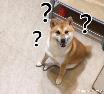 不瞒你说“低智商”的狗狗, 才会做这5件事, 请对号入座!