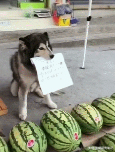 阿拉帮宠主卖西瓜，因营销方式特殊而走红，汪：为这个家付出太多