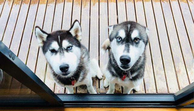 哈士奇拆家误啃仙人球, 主人下班回家看到二哈肿脸, 简直笑哭!