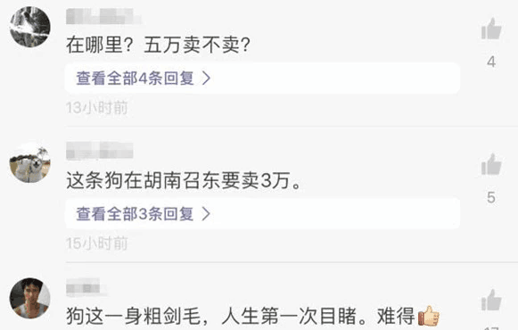 收养的一只流浪狗，晒照后却引起轩然大波，网民表示这狗值五万！