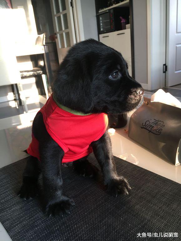 拉布拉多颜值又高又萌，主人不在家自己也能玩儿