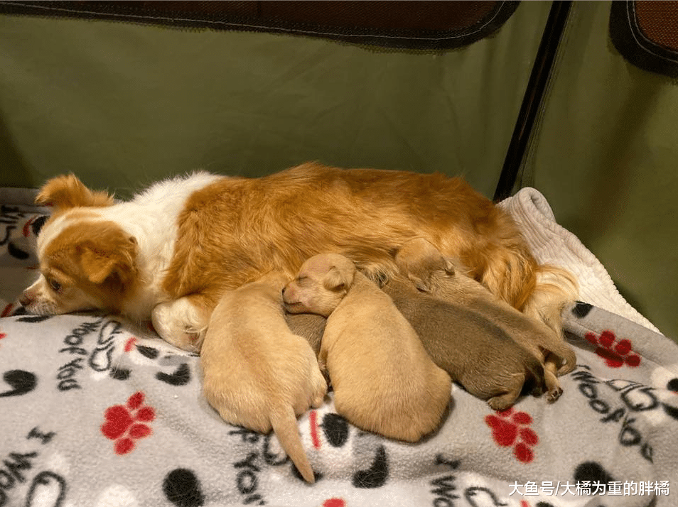 狗狗因早产失去孩子，被救后仍反复寻找，有幸被一窝小狗打开心结