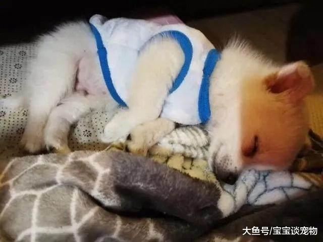 有一种冷叫南方狗的冷，冬天狗狗为了取暖，啥事都干得出来！