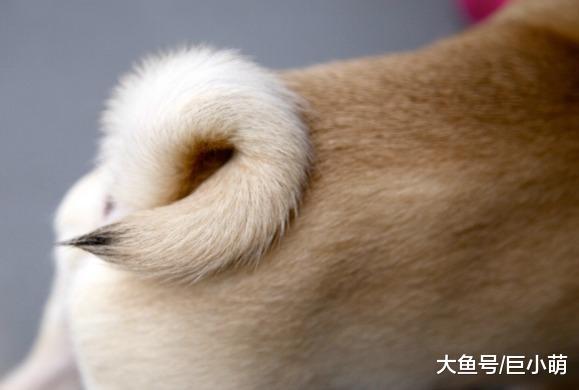 狗狗的尾巴为什么不能拉？除了容易被咬，还可能导致狗狗受伤