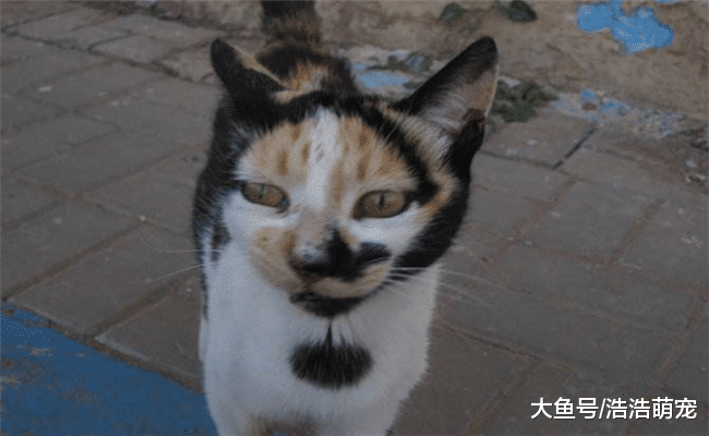猫咪讨不讨人喜欢, 跟颜值有很大关系? 网友: 这猫我真吸不动