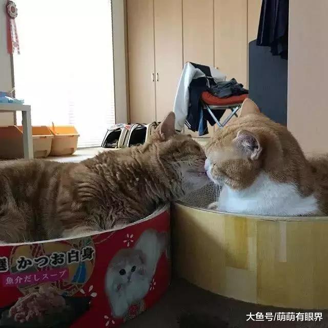 两只小短腿靠“唱歌”成了全网最红的喵，场面太萌根本招架不住！