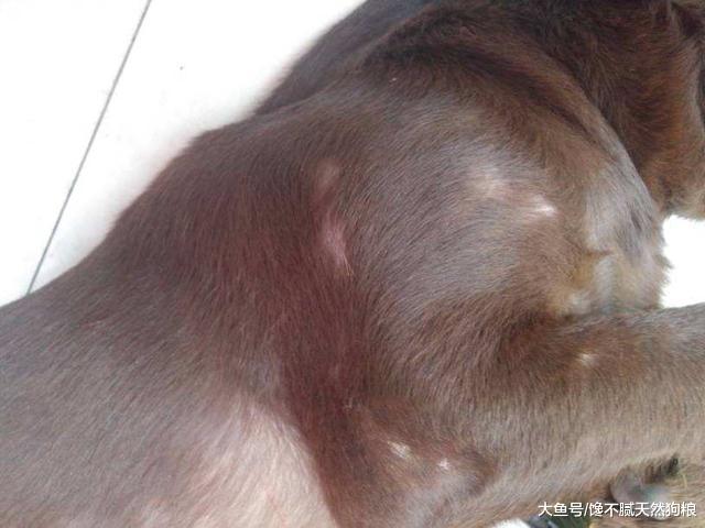 有这些情况的拉布拉多犬，说明它缺乏元素了，主人要及时补充