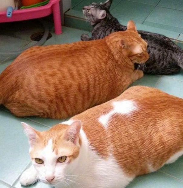 网友奶奶养了三只猫咪，果然一个都没有亏待过
