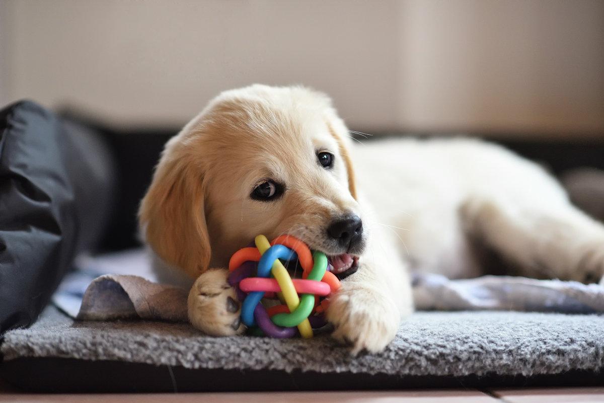 想养一只小型犬? 养小型犬的这几个误区, 家长们要注意啦