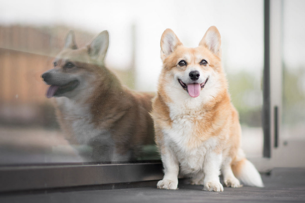 为什么有的狗狗可以让我们摸头，而有的狗狗却不让呢？