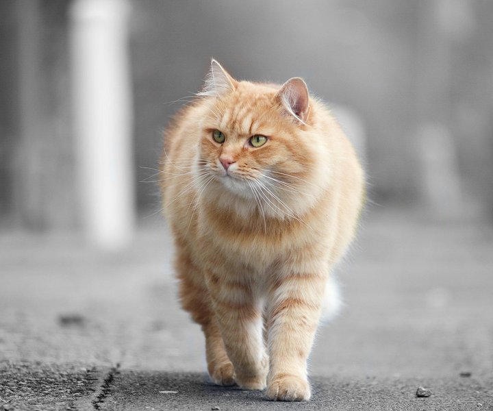 当猫咪有这6个变化，意味着它即将老去了，宠主不要忽略它了！