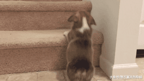 狗狗们花式上下楼梯合集，你家狗狗是哪种？