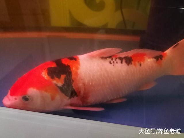 观赏鱼或水质一出现问题，这些理论全都蹦出来了，难道都正确吗？