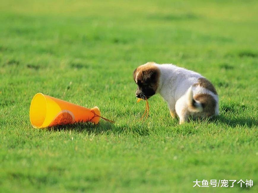 垃圾分类时代，还敢养宠物的都是勇士！