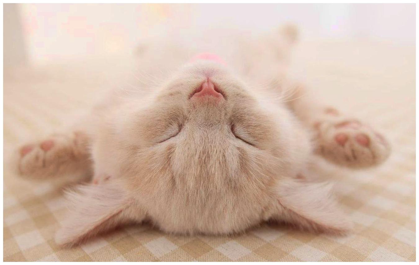 猫咪睡觉被人打扰, 醒来睁眼的瞬间萌化了, 像公主苏醒