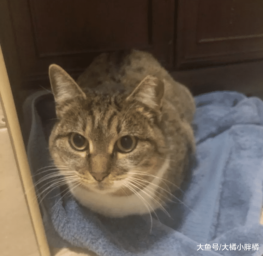 流浪猫带着3只小猫向女子求助，它却跑掉了，2年后被冻得又来求助