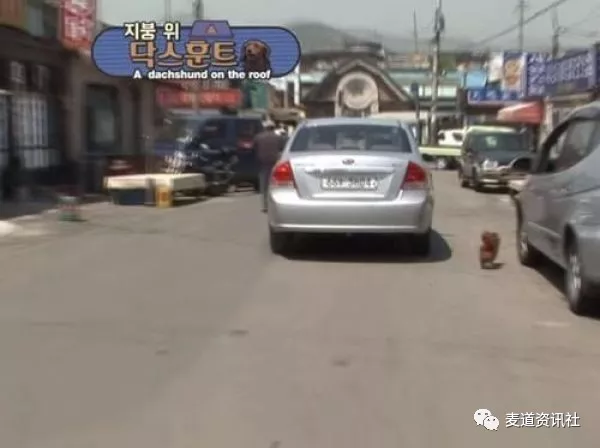 狗狗每天都在屋顶上等待主人回家，主人离开时狂追汽车
