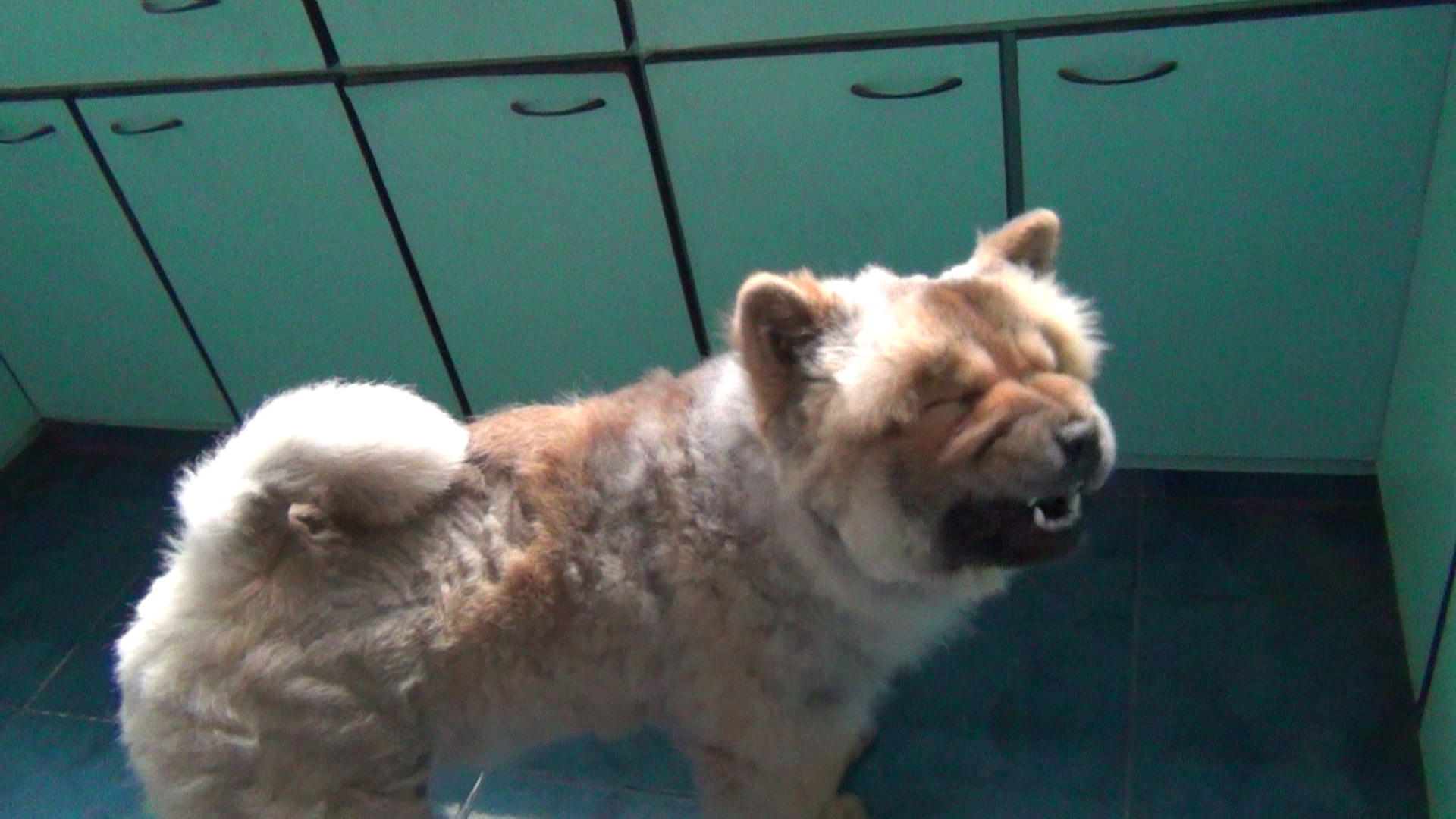 在厨房做鬼脸的小松狮