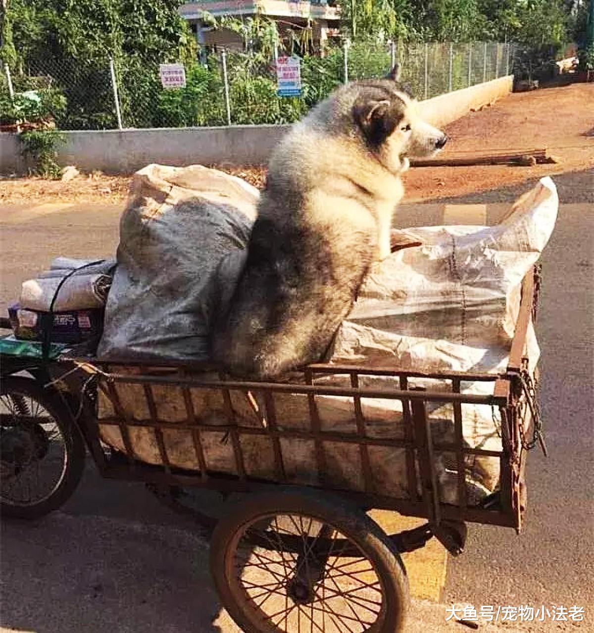 狗狗因为半碗白饭，对收破烂的老人不离不弃，一个举动，让人泪崩