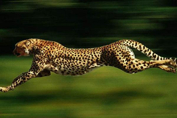 全球10大被禁养的猫科动物，第七号称行走的表情包，你知道几个？