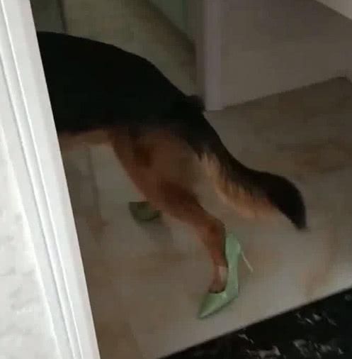 主人回到家看到这一幕都傻眼了, 猛犬大吼: 穿高跟鞋跳舞帅不帅?