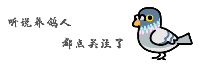 赛鸽健康成长，加强体质的小技巧——果蔬汁