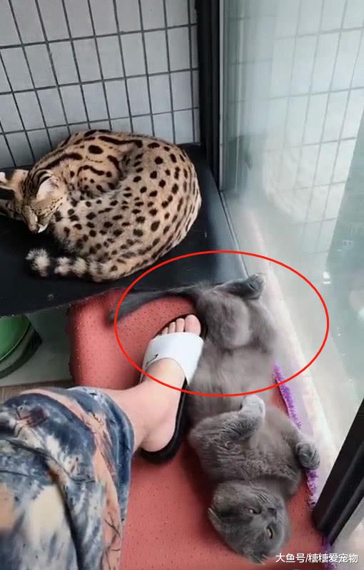 蓝猫睡姿“太奇葩”，主人抬腿给了它一脚，猫：我就这德性，咋地