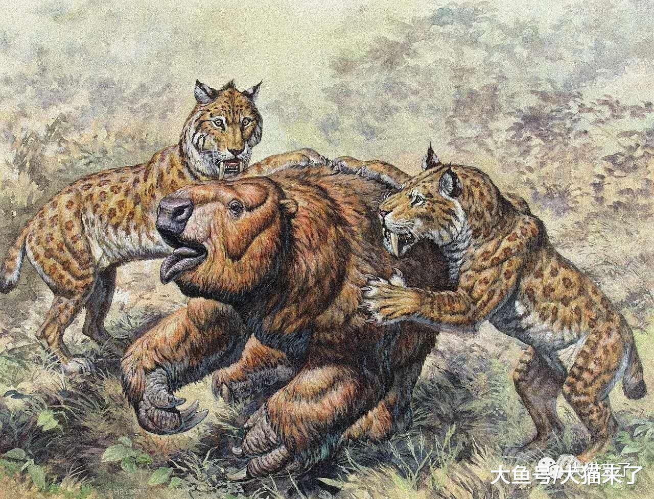 为何总有人不把狮子当猫科？分析了数百个评论，发现有这4个原因