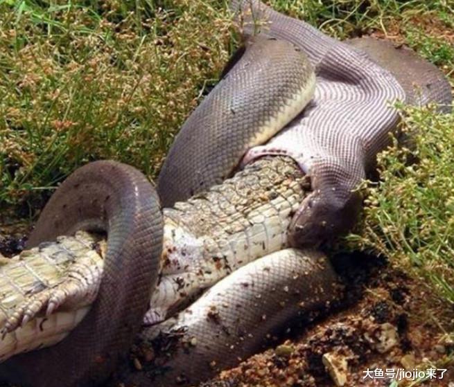 世界上最贵也是最美的蛇，全身“镶钻”价值堪比兰博基尼！