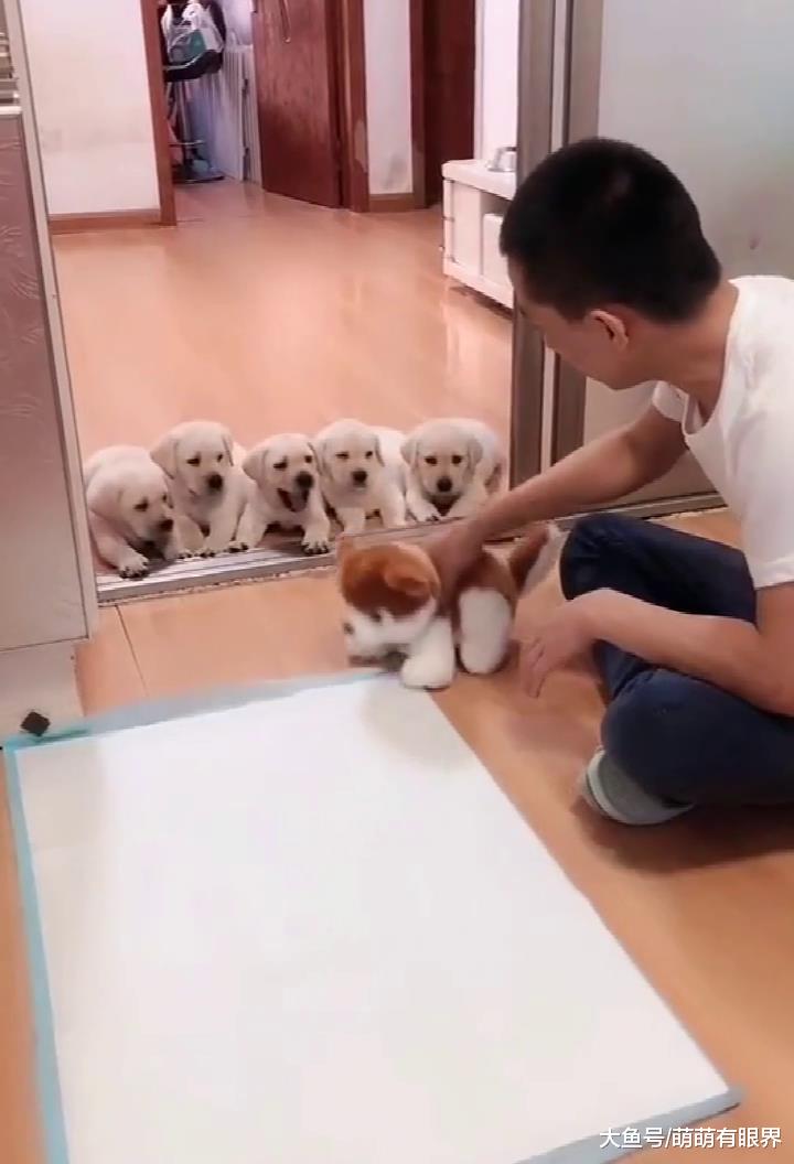 为教育小奶狗定点拉撒，主人煞费苦心倾情演绎，只是最后结局太惨了……