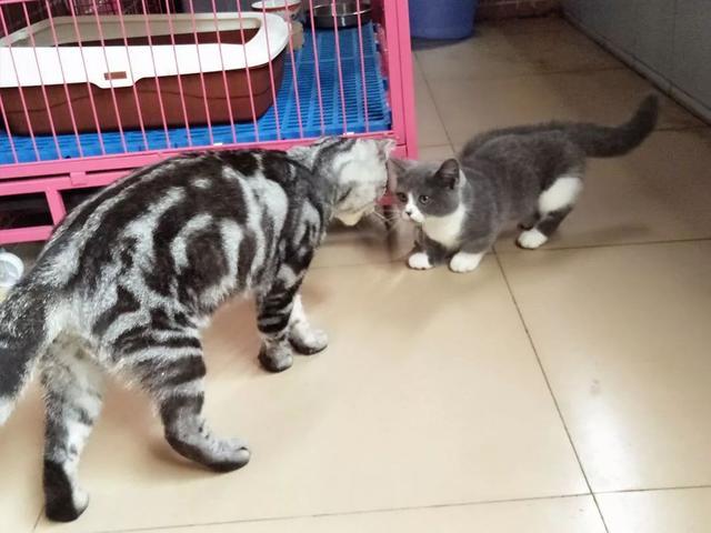 矮脚猫的骨骼问题牵动人心，研究后发现，骨折原因是缓冲不足！