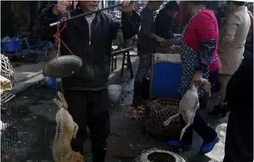 流浪狗被狗贩逮住，钓在树上一棒打死，随后的一幕看得人揪心痛