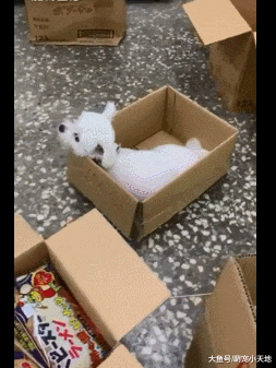 呆萌小白狗只卖65元？网友愤怒掏钱：立刻帮我打包！